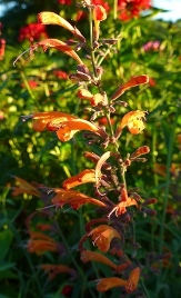 Apricot Sunrise Hummingbird Mint, Agastache, Giant Hyssop, Agastache x 'Apricot Sunrise'
